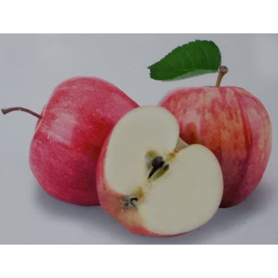 Malus Domestica Gravenstein Dwarf (Apple Tree)