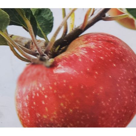 Malus Domestica Starking Red Delicious (Apple Tree) - image 1