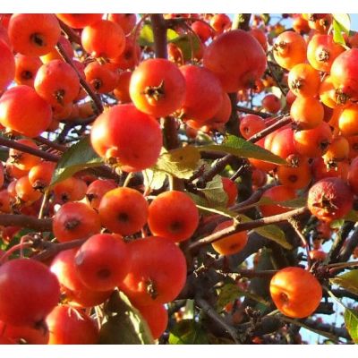 Malus Florabunda - Dark Foliage  (Crab Apple) - 18L