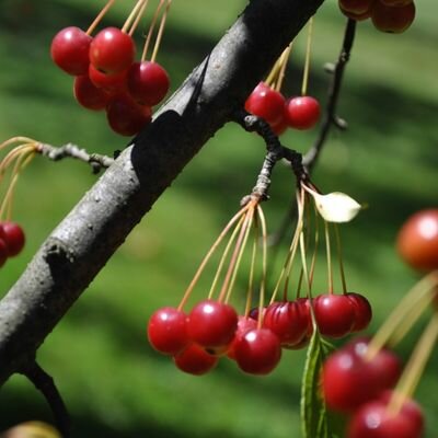 Malus Red Jade Pendula (Weeping Crab Apple Tree) - High Std - 35L - 200cm clear stem