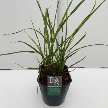 Miscanthus Sinensis Dwarf 9L