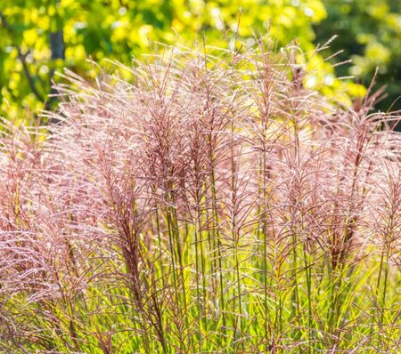 Miscanthus Sinensis Flamingo  - 9L