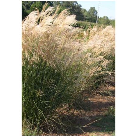 Miscanthus Sinensis Gracillimus