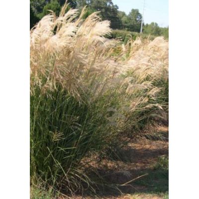 Miscanthus Sinensis Gracillimus