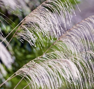 Miscanthus Sinensis Graziella  - 9L