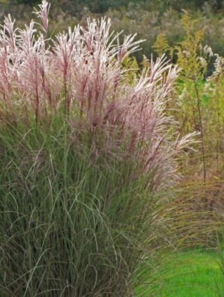 Miscanthus Sinensis Morning Light  - 9L