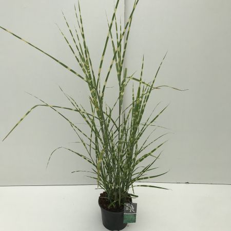 Miscanthus Sinensis Strictus - 9L