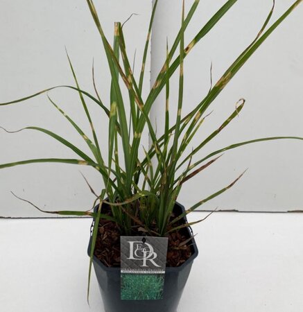 Miscanthus Sinensis Strictus Dwarf  - 9L