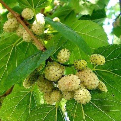 Morus Alba Plantanifolia (White Mulberry)