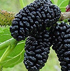 Morus Nigra (Black Mulberry) - 1/2 Std