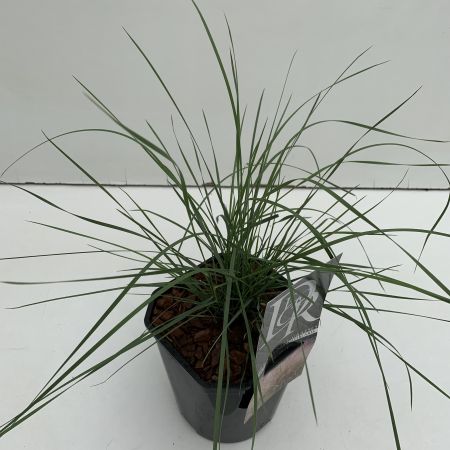 Muhlenbergia Capillaris 2L