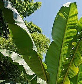 Musa Basjoo (Banana Plant) - 15L - 180cm