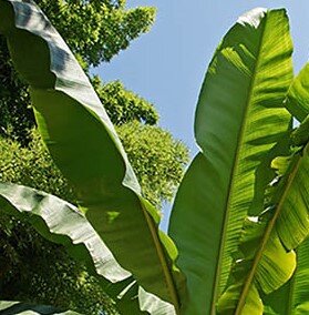 Musa Basjoo (Banana Plant) - 9L - 150cm