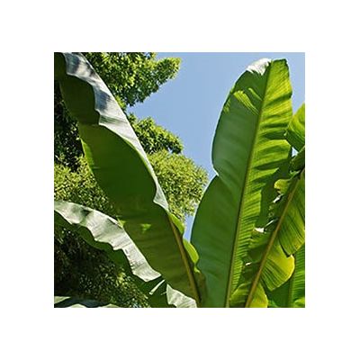 Musa Basjoo (Banana Plant) - 9L - image 1