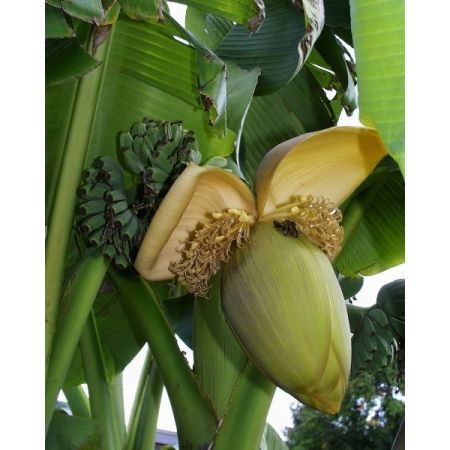 Musa Basjoo (Banana Plant) - 9L - image 2