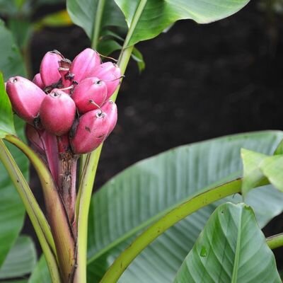 Musa Velutina (Banana Plant) -15L - 150cm