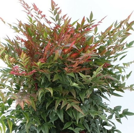 Nandina Domestica (Heavenly Bamboo) - 5L - 40cm