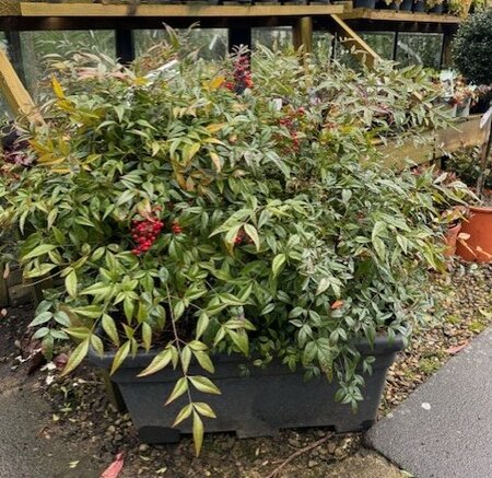 Nandina Domestica (Heavenly Bamboo) - In trough