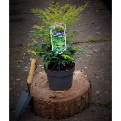 Nandina Domestica Lemon & Lime 2L (Heavenly Bamboo)