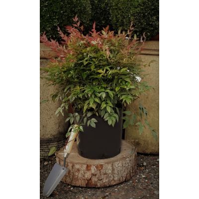 Nandina Domestica Obsessed - 18L (Heavenly Bamboo)