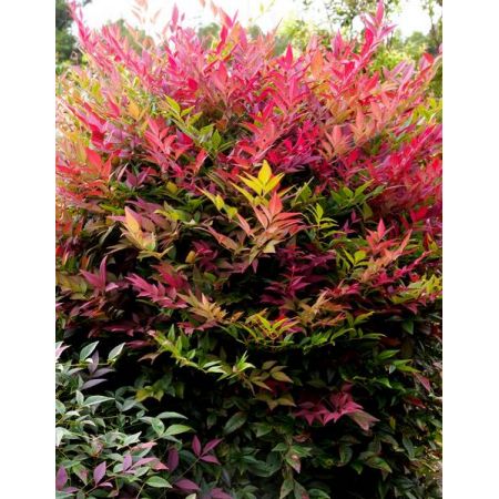 Nandina Domestica Obsessed 2L (Heavenly Bamboo)