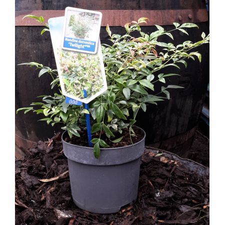 Nandina Domestica Twilight 2L (Heavenly Bamboo)