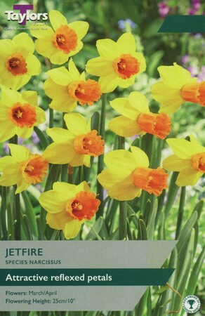 Narcissi Jetfire