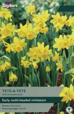 Narcissi Tete A Tete