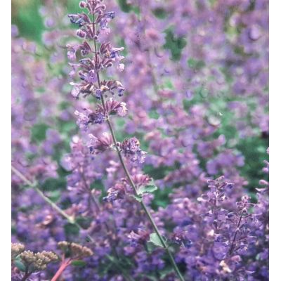 Nepeta Faassenii Walkers Low 2L (Catmint)