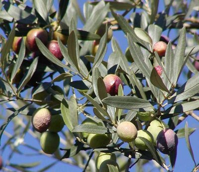 Olea Europaea Cipressino (Olive Tree) - 25L - 2m