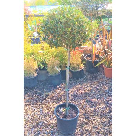 Olea Europaea (Olive Tree) -  1/2 Std. - 12L