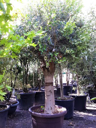 Olea Europaea (Olive Tree) 1/4 Std - 50L - 80cm clear trunk - image 1