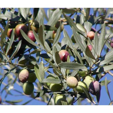 Olea Europaea (Olive Tree) 1/4 Std - 50L - 80cm clear trunk - image 2
