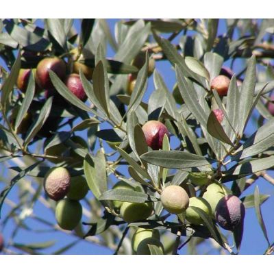 Olea Europaea (Olive Tree) 1/4 Std - 50L - 80cm clear trunk - image 2
