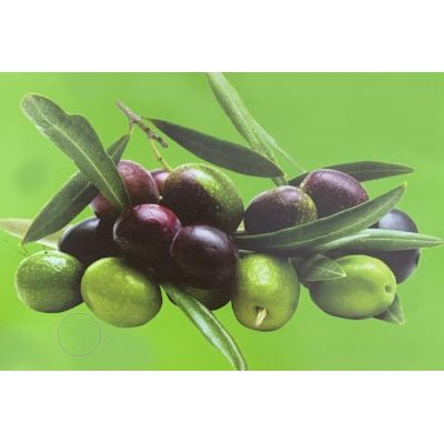 Olea Europaea  (Olive Tree) - 180cm