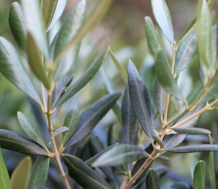 Olea Europaea   (Olive Tree) - 25L - 1/2 Std.