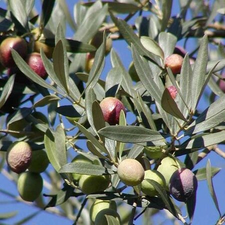 Olea Europaea (Olive Tree) - 25L - 1/2 Std - 90cm clear stem