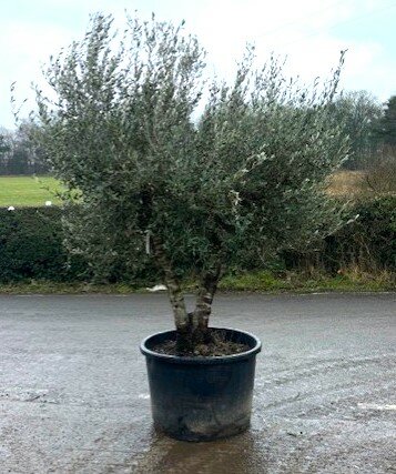 Olea Europaea  (Olive Tree) - 375L