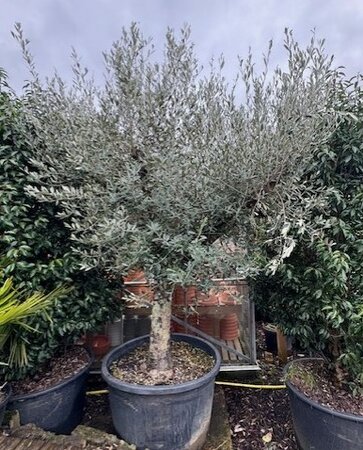 Olea Europaea  (Olive Tree) - 375L
