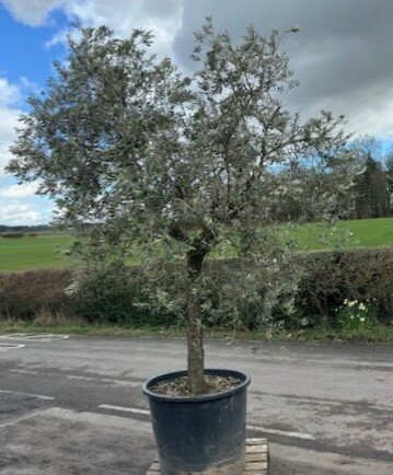 Olea Europaea  (Olive Tree) - 375L XL