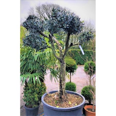 Olea Europaea (Olive Tree) - image 1