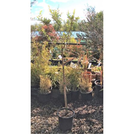 Olea Europaea Toscano (Olive Tree) - 1/2 Std. - 1.2m - 9L