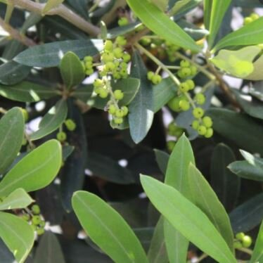 Olea Europaea Toscano(Olive Tree) - 2.2m