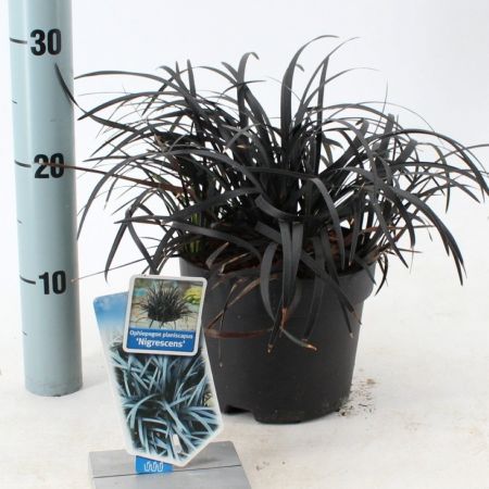 Ophiopogon Planiscapus Nigrescens 2L