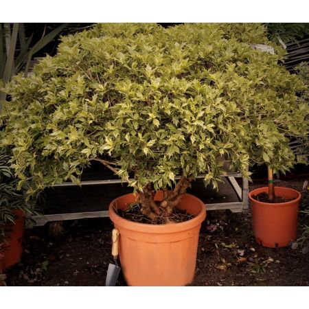 Osmanthus Heterophyllus Tricolour 55L - image 1