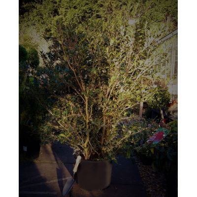 Osmanthus Ilicifolius Purpurea 20L