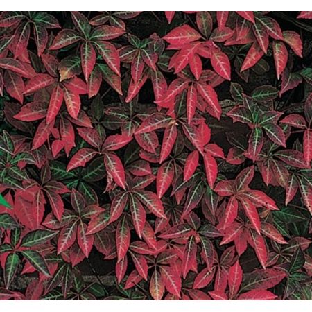 Parthenocissus 'Henryana' - image 1