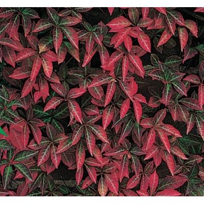 Parthenocissus 'Henryana' - image 1