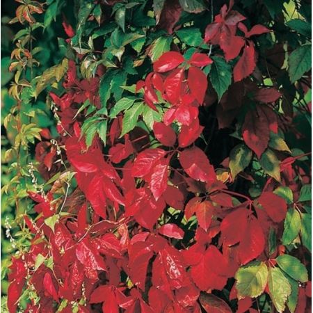 Parthenocissus 'Quinquefolia' - image 1