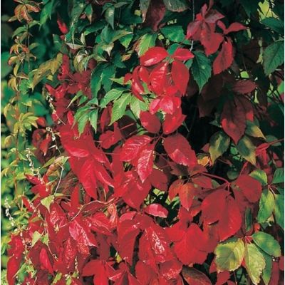 Parthenocissus 'Quinquefolia' - image 1